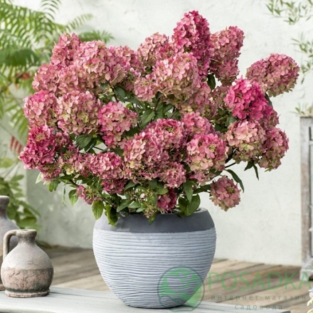 картинка Гортензия метельчатая Petite Star 