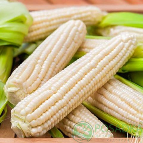 картинка Семена кукуруза Русалочка, 20 гр, SeedEra 