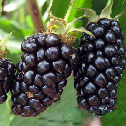 картинка Ежевика Виктория 