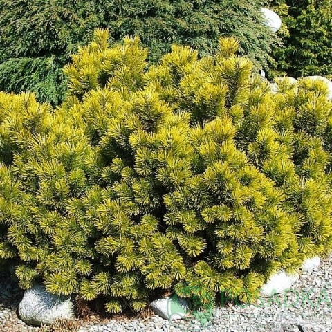 картинка Сосна горная Winter Gold на штамбе 3л 