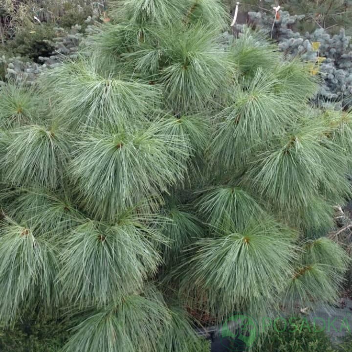 картинка Сосна Гималайская С2 