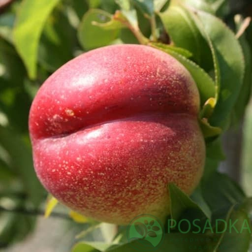 картинка Нектарин краснолистный Медведевский 1 