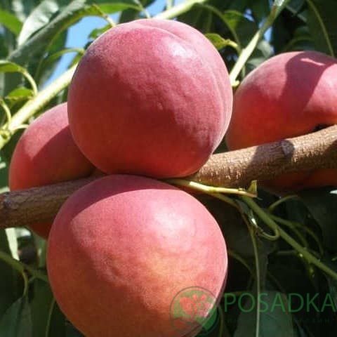 картинка Персик Роял Прайд 