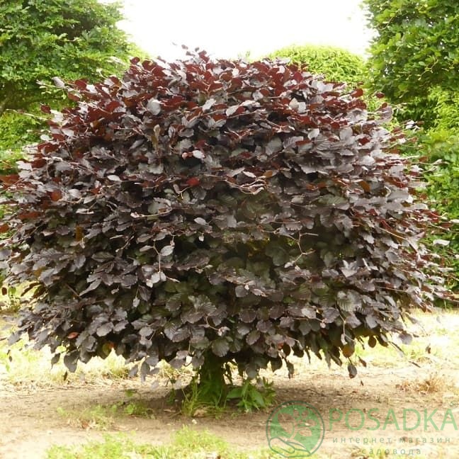 картинка Бук лесной Атропуницеа Пурпуреа 2л 