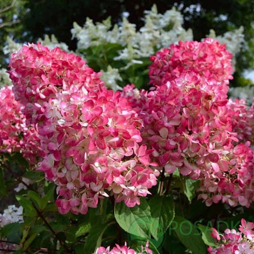 картинка Гортензия метельчатая Pink Diamond (Пинк Даймонд) 