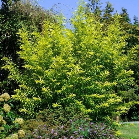 картинка Ива удская Голден Саншайн 