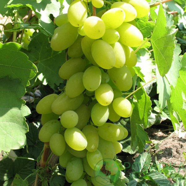 Виноград Тимур - описание, цена в Украине