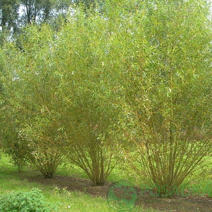 картинка Ива (верба) прутовидная / Salix viminalis 10л 