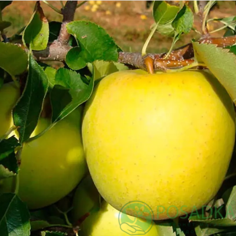 картинка Яблоня Тентейшн 