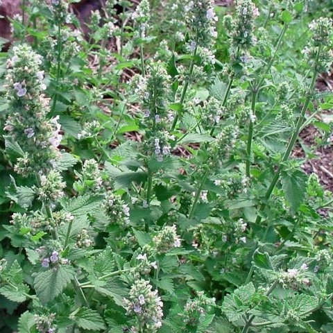 картинка Котовник 