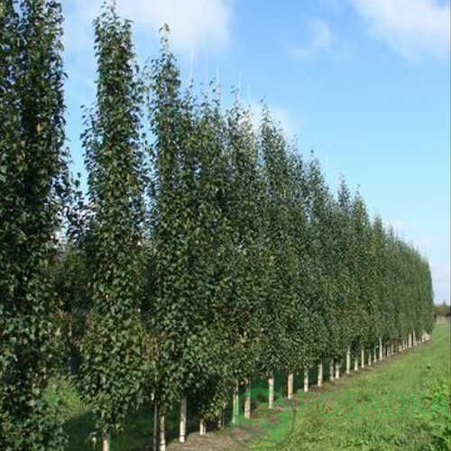 картинка Береза повислая Фастигиата 