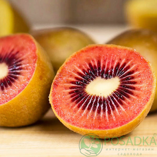 картинка Киви Zespri Red 2 года (красномясый) самоплодный 