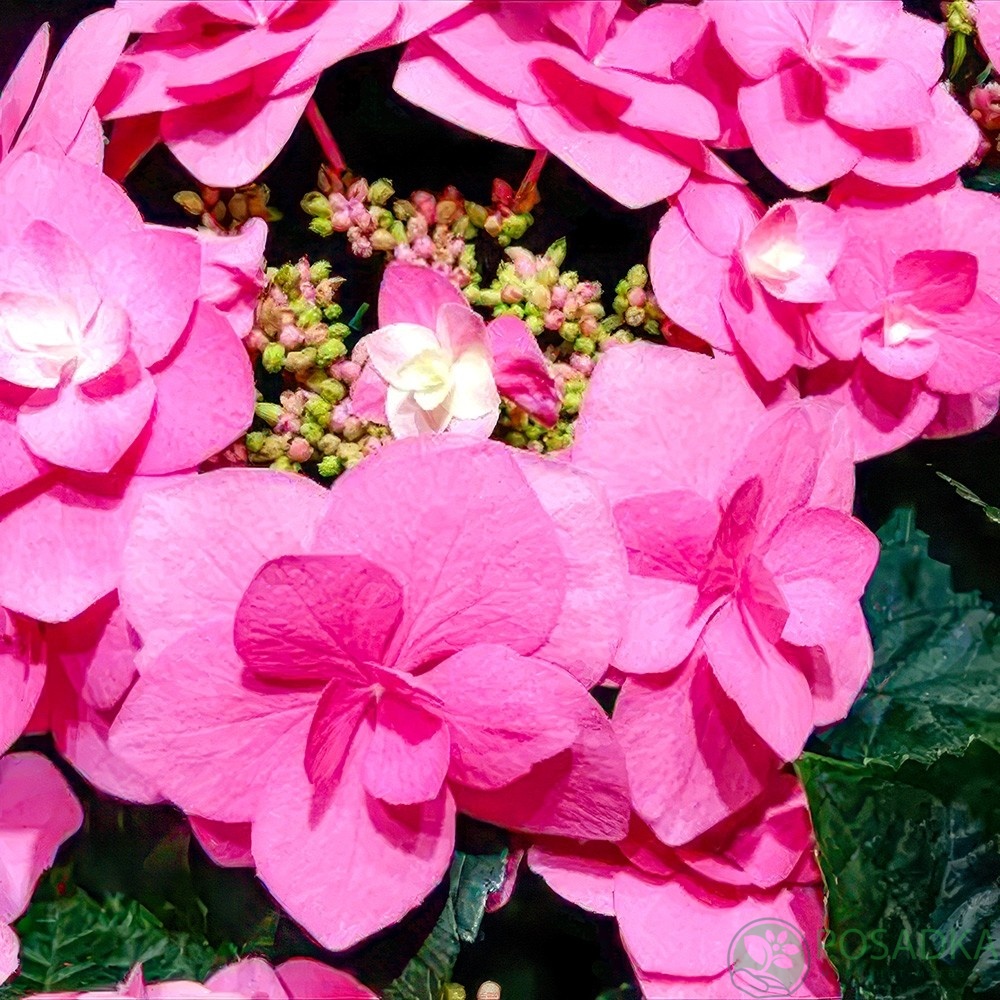 картинка Гортензия крупнолистная Flame Hot Pink (Флейм Хот Пинк) 