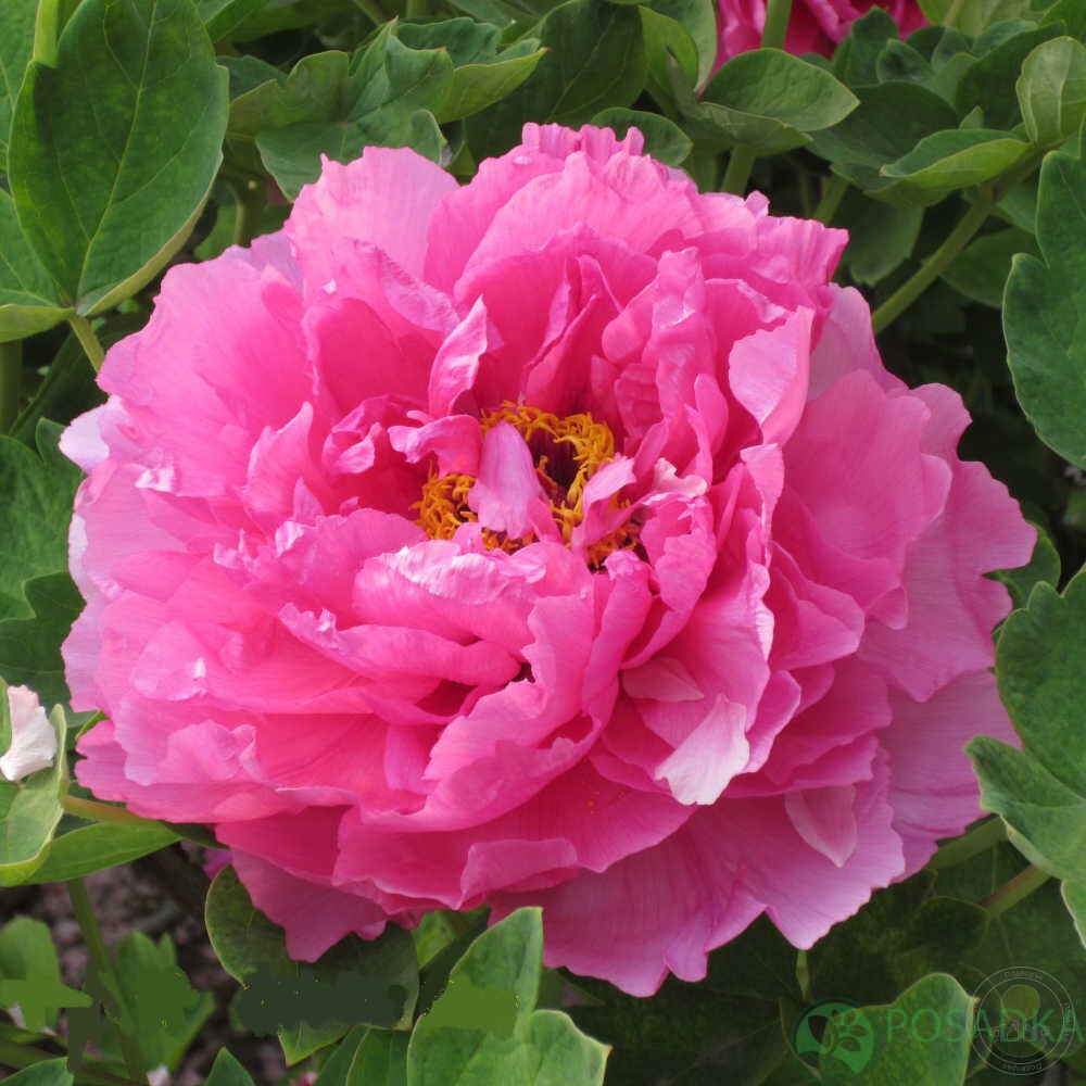 картинка Пион древовидный Shi Ba Hao 