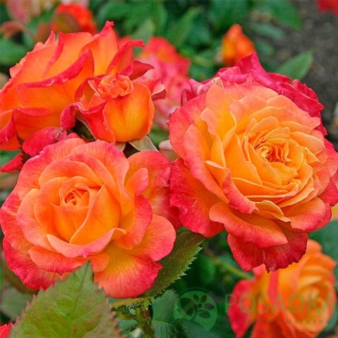 картинка Роза чайно-гибридная Солнышко (Sun) 