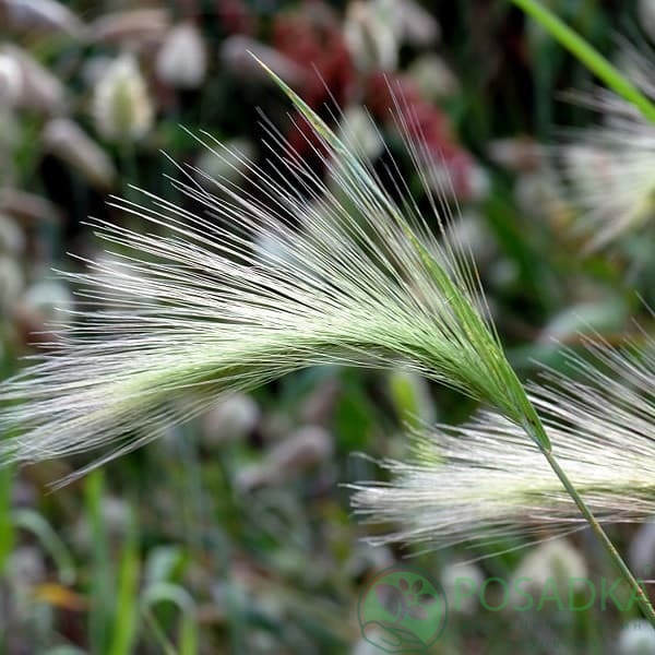 картинка Ковыль (ячмень) Гривастый 