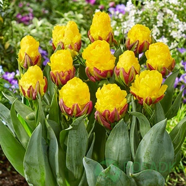 картинка Тюльпан Ice Cream Banana  картинка Тюльпан Ice Cream Banana