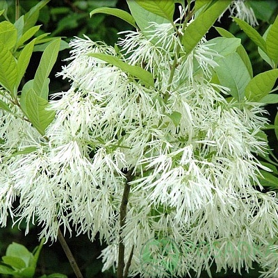 картинка Снежноцвет или Хионантус виргинский 