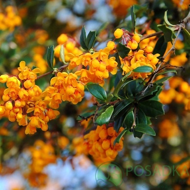 картинка Барбарис Дарвина Compacta 