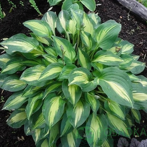 картинка Хоста Fantasy Island 