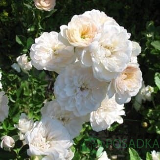 картинка Роза бордюрная Литтл Вайт 