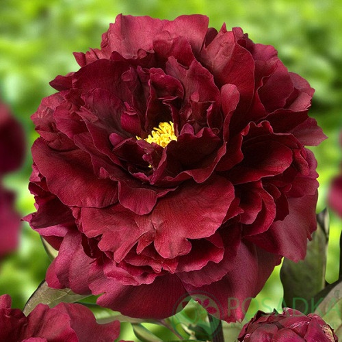 картинка Пион травянистый Francoise Ortegat 