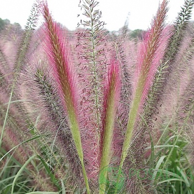 картинка Пеннисетум лисохвостый 'Red Head' 
