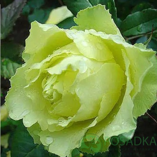 картинка Роза чайно-гибридная Киви (Kiwi) 