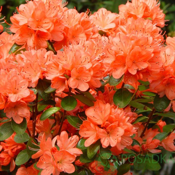 картинка Азалия японская Geisha Orange 