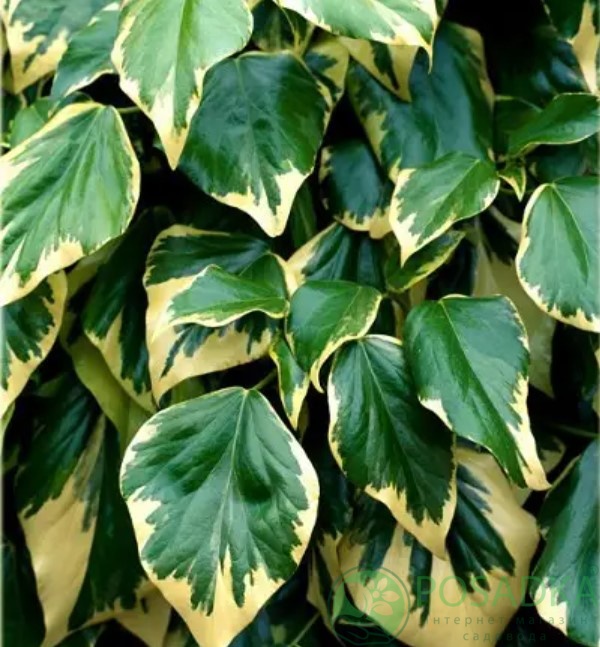 картинка Плющ колхидский 'Dentata Variegata' 