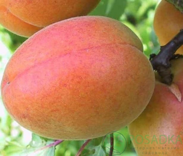 картинка Абрикос Цегледи Бибер 