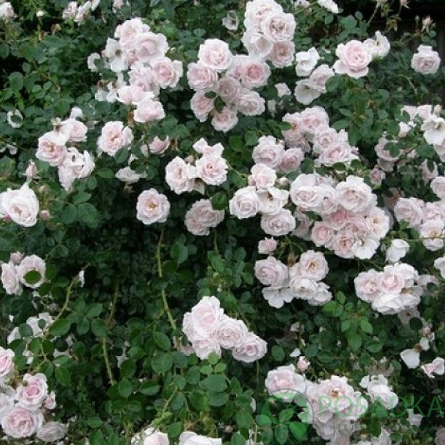 картинка Роза плетистая Шванензее 