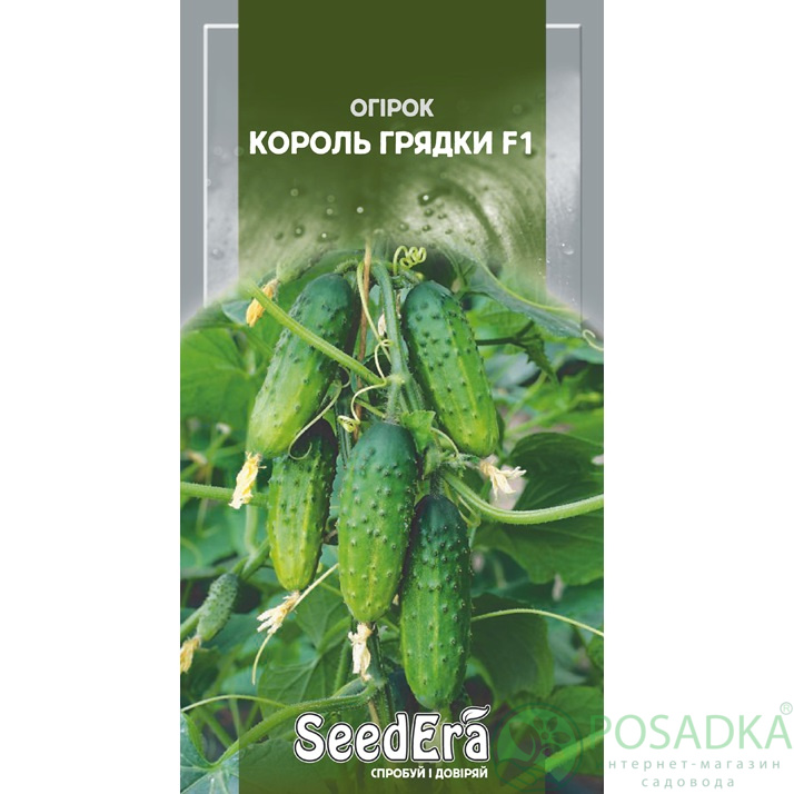 картинка Семена Огурец Король Грядки F1, 10шт, Seedera картинка Семена Огурец Король Грядки F1, 10шт, Seedera