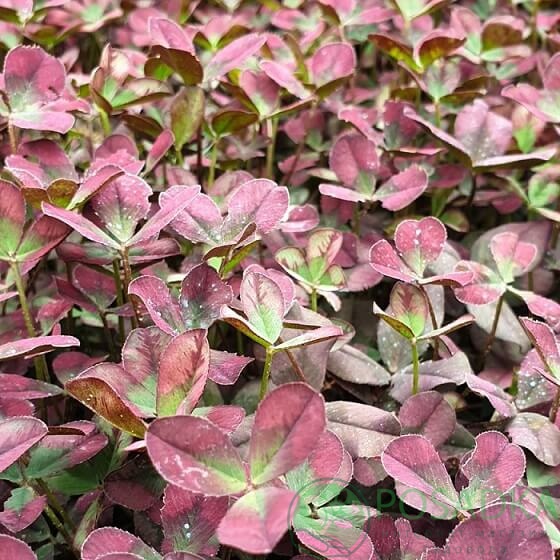 картинка Клевер ползучий Изабелла 