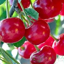 картинка Вишня Панди 