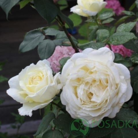 картинка Роза чайно-гибридная Жанна Моро 