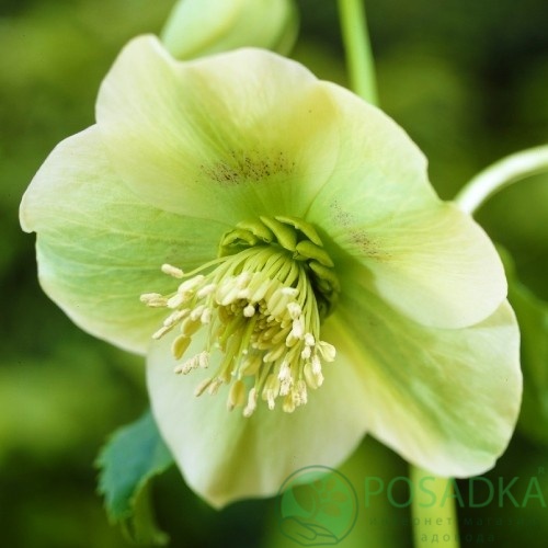 картинка Морозник Еллоу Леди (Helleborus Yellow Lady) 