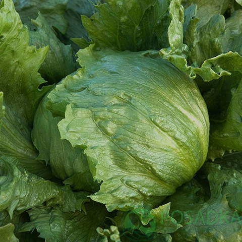 картинка Семена салат кочанный Айсгрин, 10 гр, SeedEra 