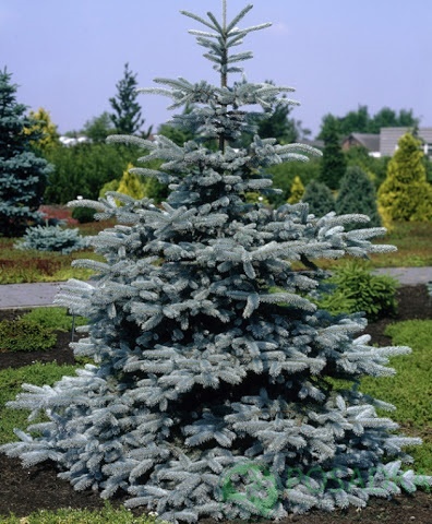 картинка Ель колючая Koster С3  картинка Ель колючая Koster С3