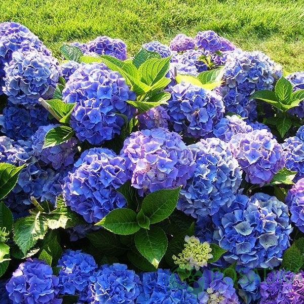 картинка Гортензия крупнолистная Bodensee 