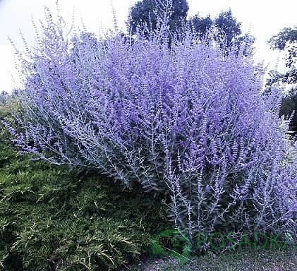 картинка Полынь перовския лебедолистна (Perovskia atriplicifolia) 