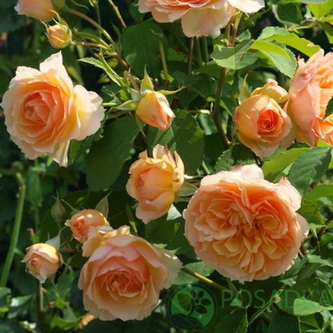 картинка Роза кустовая Фруфрутант Жаки 