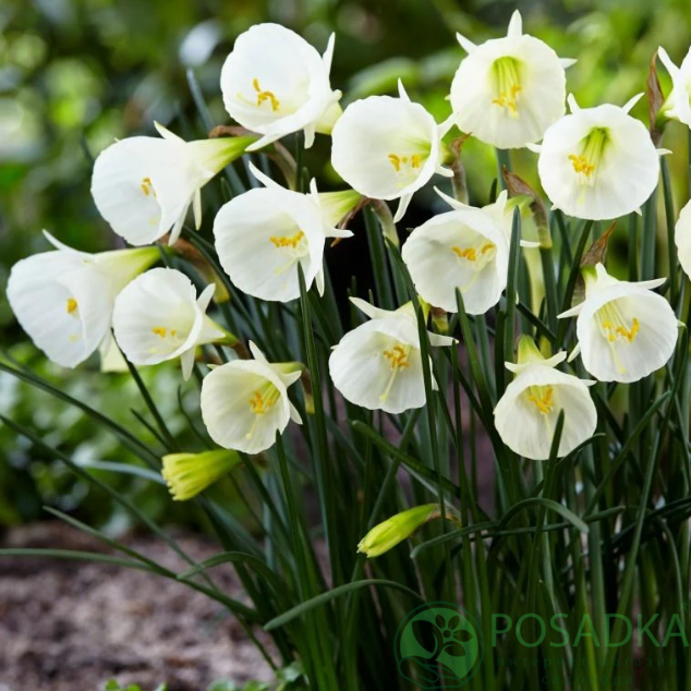 картинка Нарцисс White Petticoat  картинка Нарцисс White Petticoat