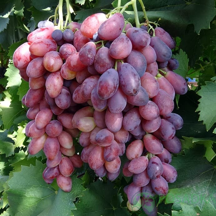 картинка Виноград Ася 