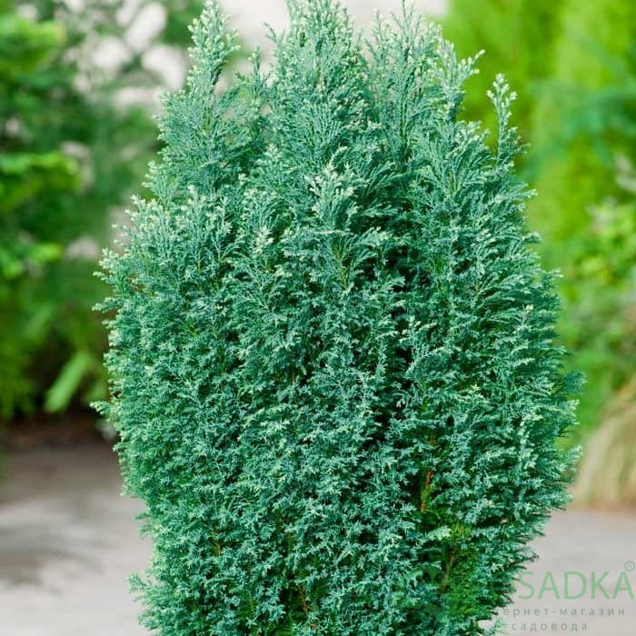 картинка Кипарисовик лавсона Snow White 