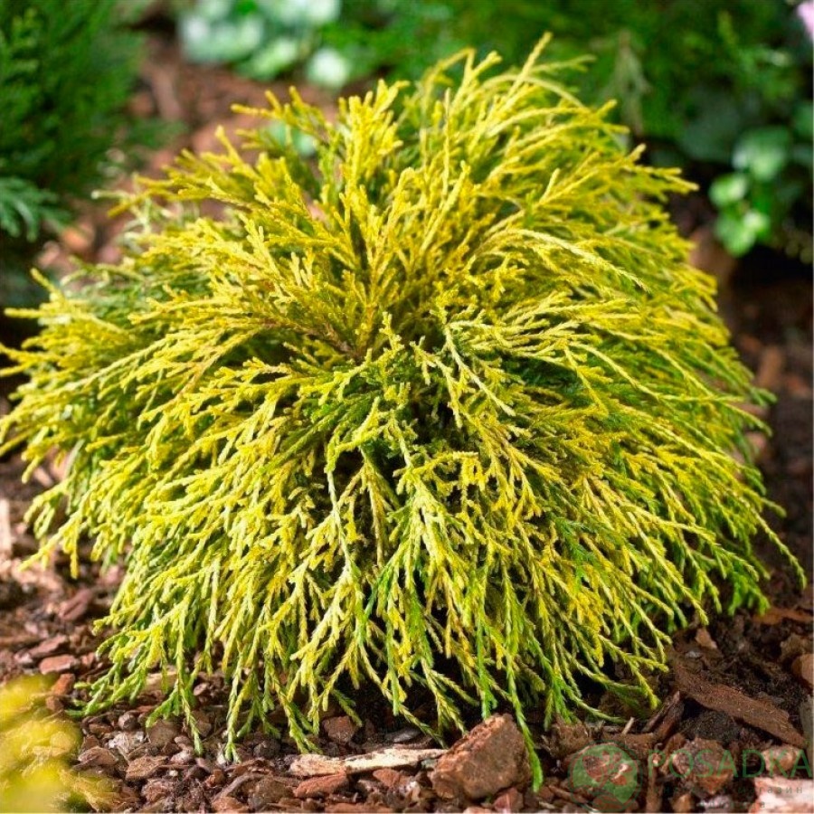 картинка Кипарисовик горохоплодный Sungold  
