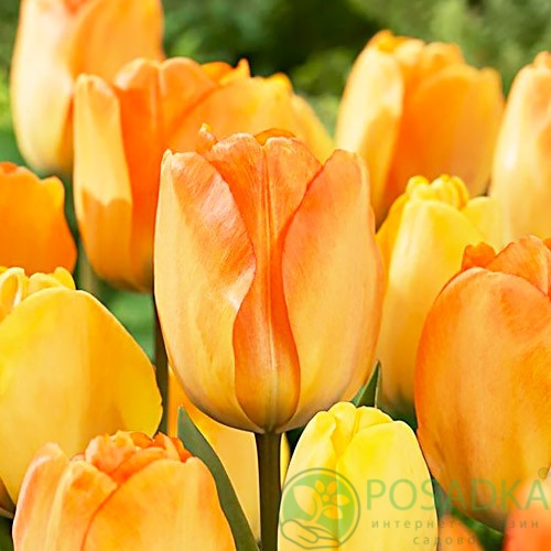 картинка Тюльпан Daydream 