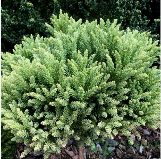 картинка Криптомерия японская Hide 