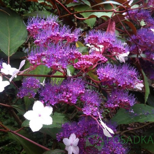 картинка Гортензия шершавая Rosemary Foster (Розмари Фостер) 