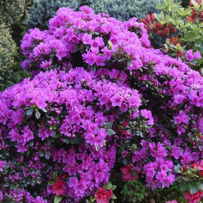 картинка Азалия японская Geisha Purple 